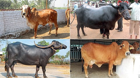 Cows and Buffaloes