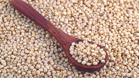 Jowar Market