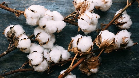 Cotton Export Grant