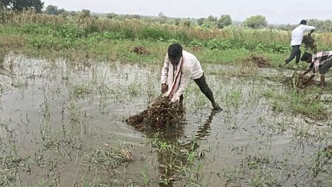 Crop Damage