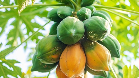 Papaya 