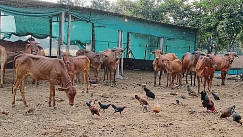 Cow Rearing
