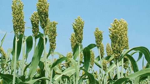 Jowar