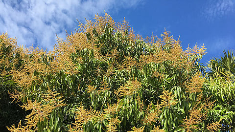Mango Blossom