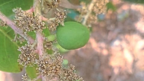 Mango Pest 
