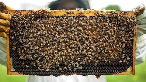 Beekeeping 