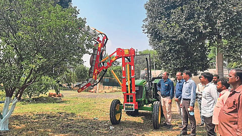 Orange Pruning Machine