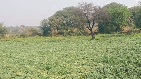 Crop Damage 