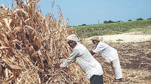 Jowar Fodder