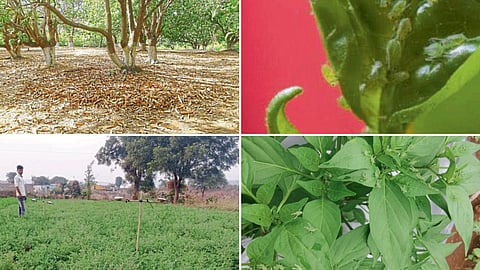 Crops 