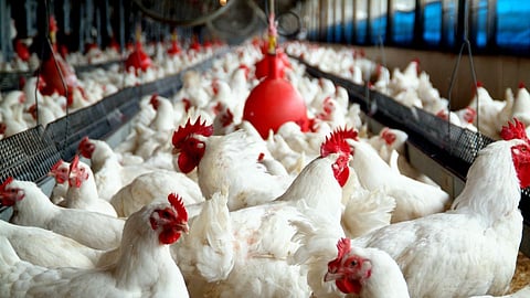 Poultry Farming 