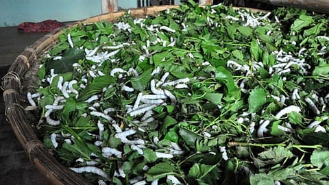 Sericulture Farming