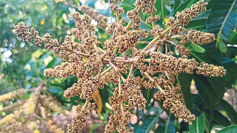 Mango Pest