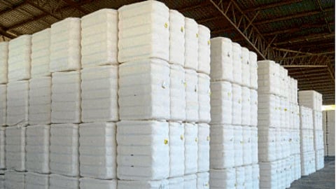 Cotton 