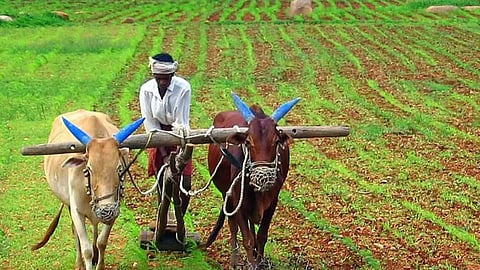 Farmer 