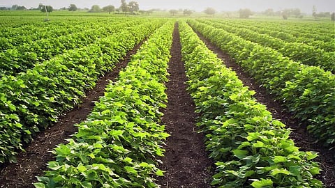 Sericulture