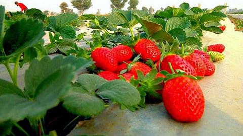 Strawberry farming 