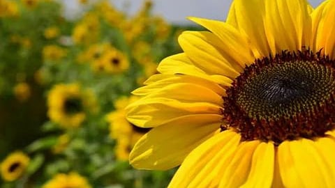 Oilseed 