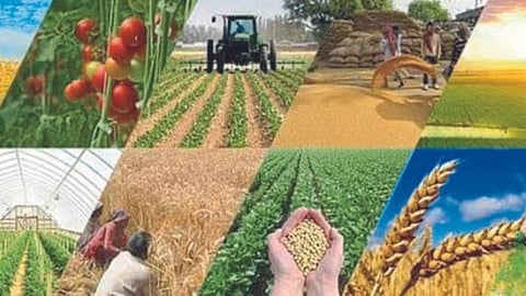 Agriculture 