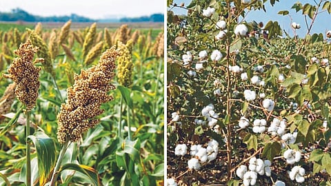 Crop Variety 