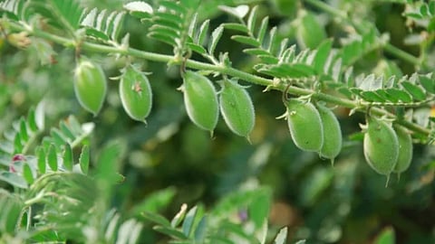 Gram Crop 