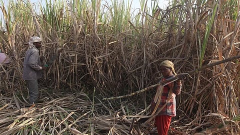 Maharashtra Sugarcane Season