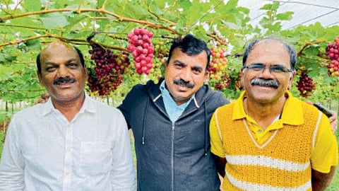 Grape Production 