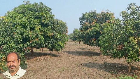 Mango Orchard