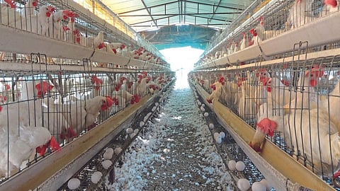 Poultry