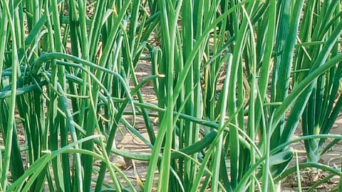 Onion Irrigation