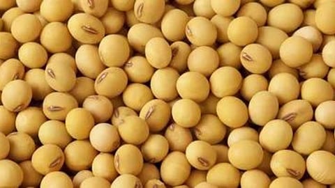 Soybean 