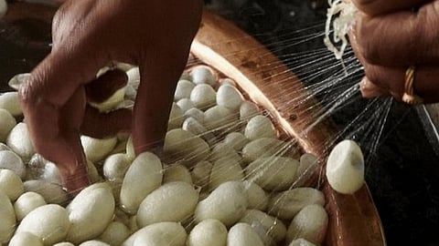 Sericulture 