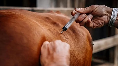Animal Vaccination