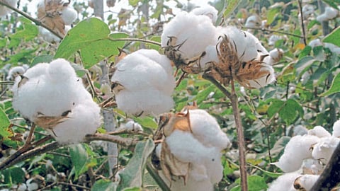 Cotton Crop