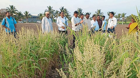 Sorghum Crop