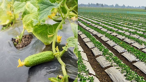 Summer Vegetable Farming : उन्हाळी हंगामातील भाजीपाला पिकाचे व्यवस्थापन