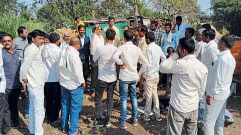 Turmeric and Orange Crop Management