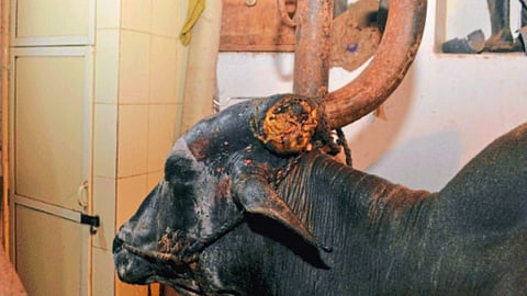 Animal Horn Cancer