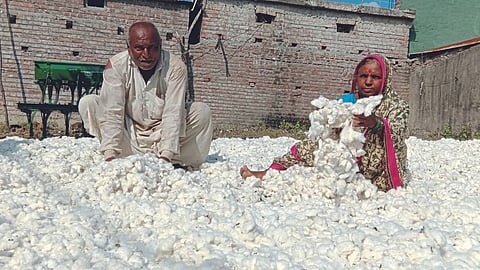 Cotton