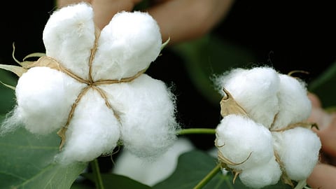 Cotton 