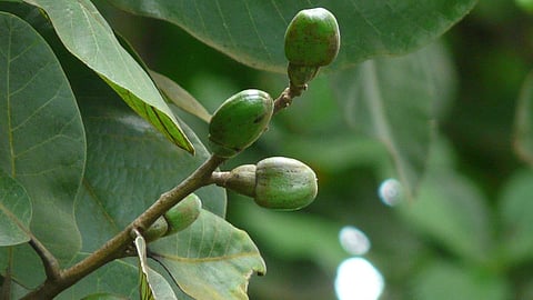 Marking Nut Tree