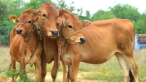Livestock