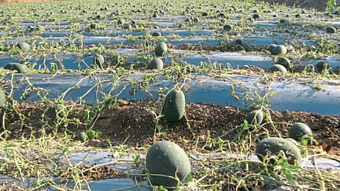 Crop Damage