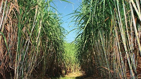 Sugarcane 