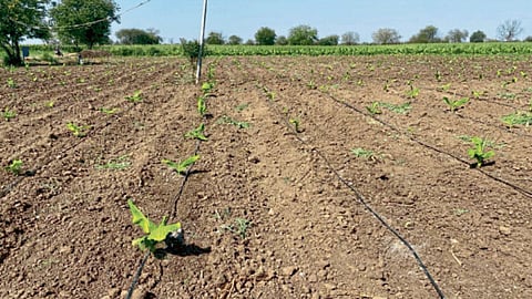Crop Management