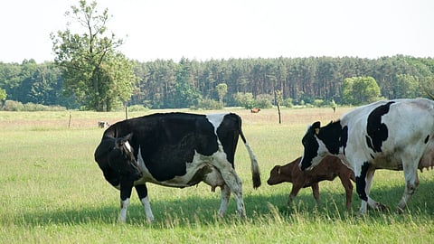 Hybrid Cow 