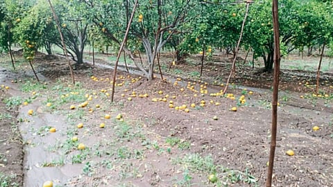 Crop Damage 