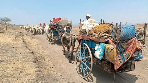 Shepherd Migration