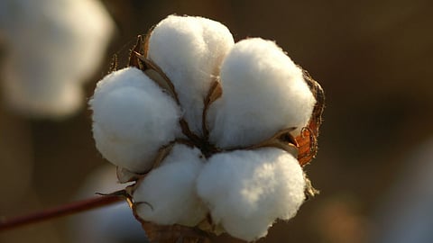 Cotton