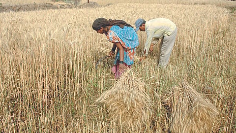 Wheat Harvesting